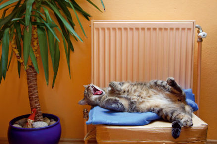 Deratizácia a dezinsekcia bytových domov