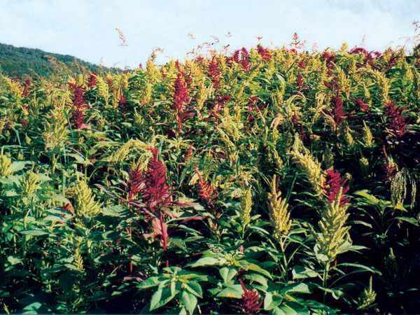 Prieskum dostupnosti biomasy v regióne